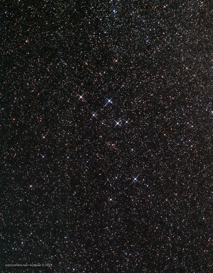 Delphinus