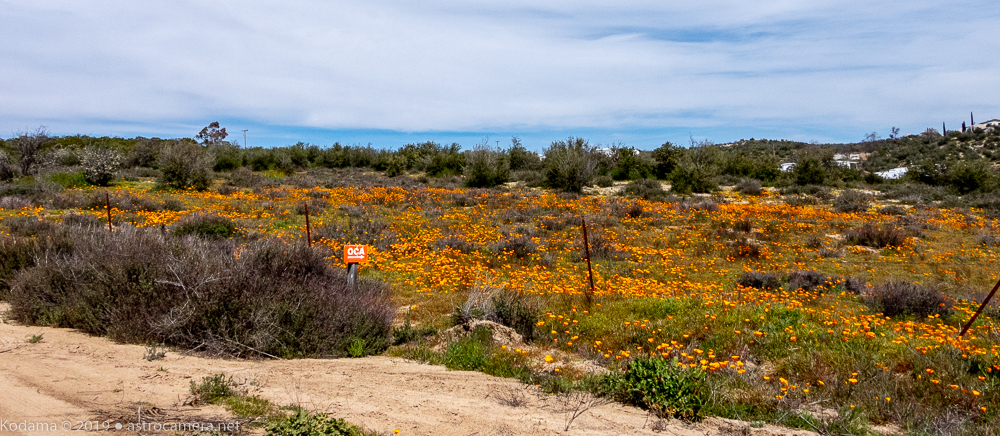 Poppies